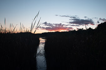 Silhouetted Reeds Along River Path at Sunset