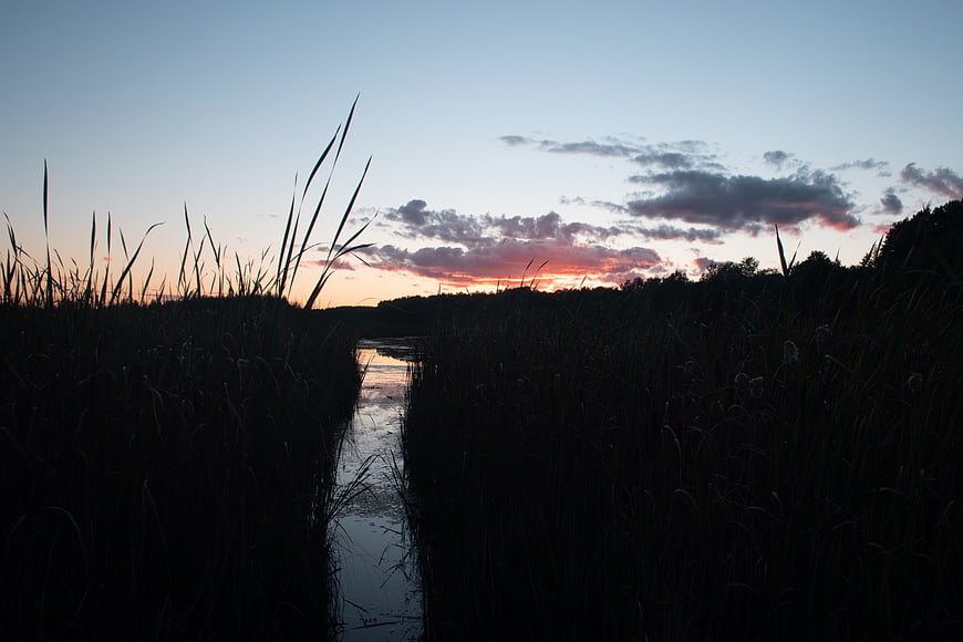 Silhouetted Reeds Along River Path at Sunset