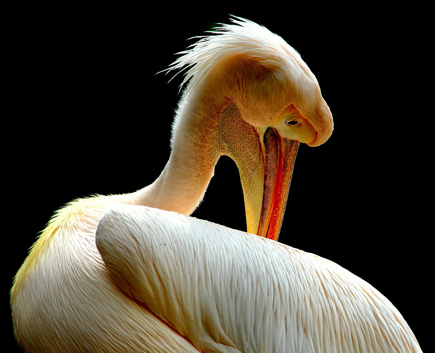 Close-up of White Pelican with Black Background