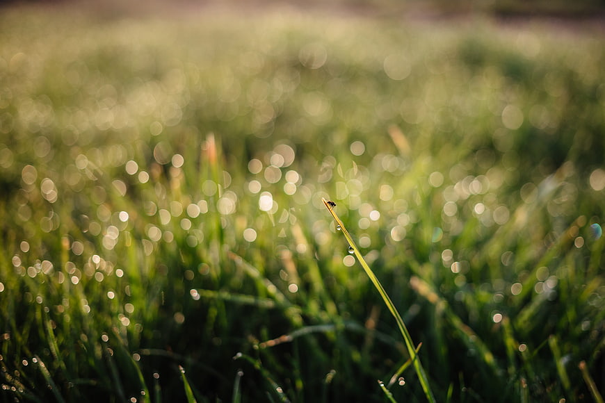 Macro shot of dew drops on green grass with bokeh background