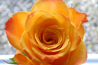 Close-up of vibrant orange and yellow rose bloom