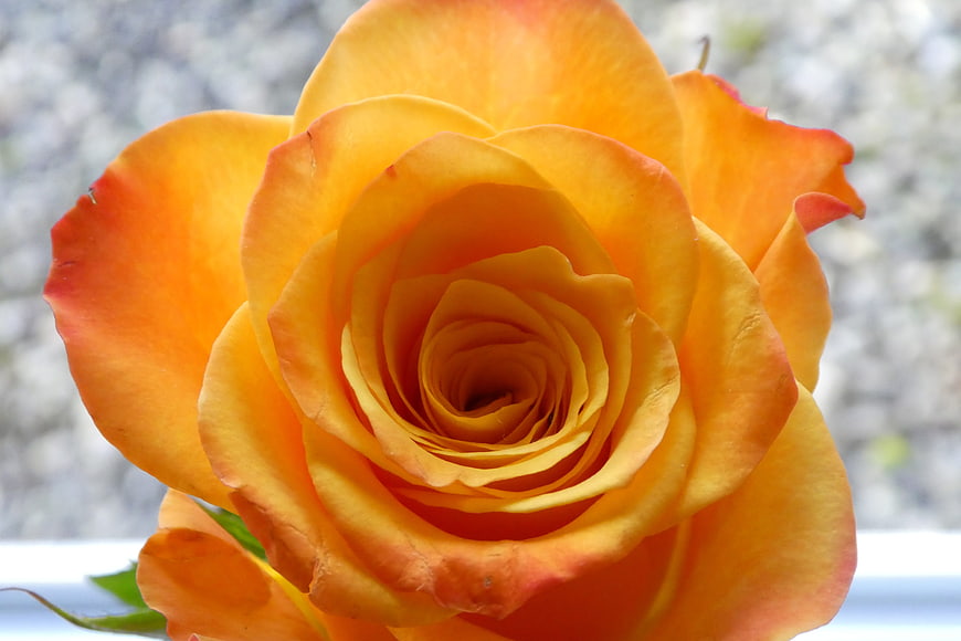 Close-up of vibrant orange and yellow rose bloom