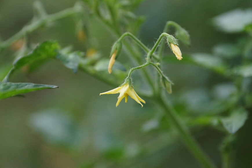 Close-up of yellow tomato flower on green vine