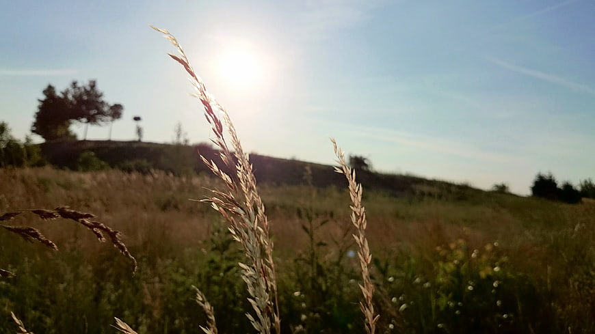 Backlit Wild Grass Stalks in Sunlit Meadow