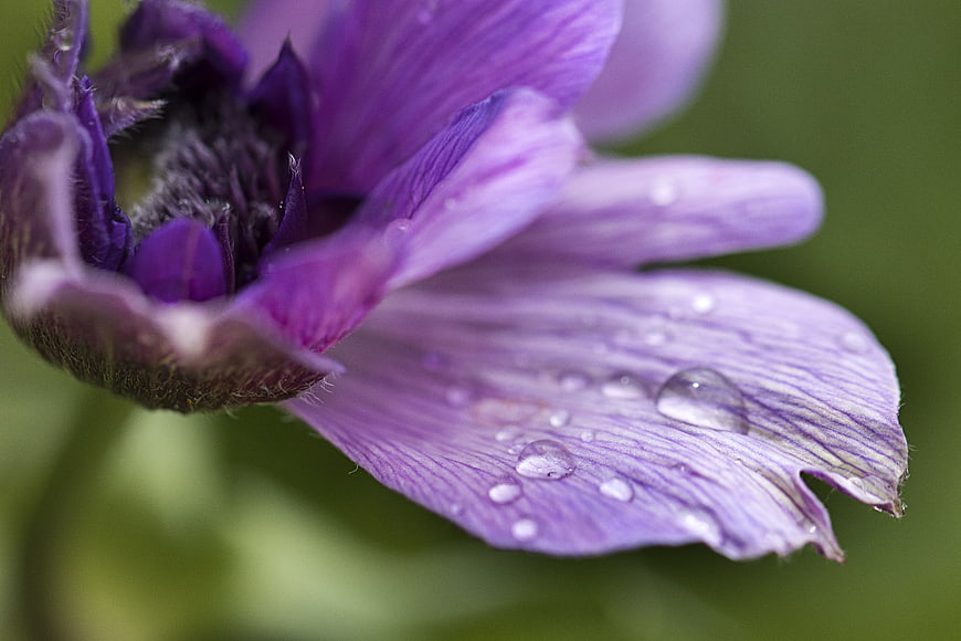 Close-up of purple anemone flower with water droplets