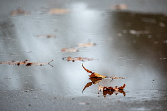 Autumn leaves floating in a rainy puddle with reflection