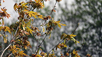 Autumn maple leaves and seeds on branches