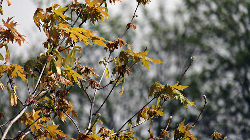 Autumn maple leaves and seeds on branches