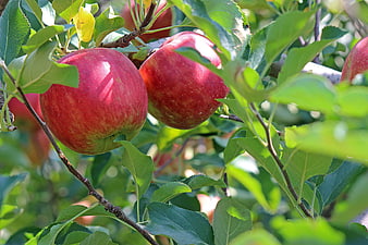 Ripe Red Apples Hanging on a Tree Branch