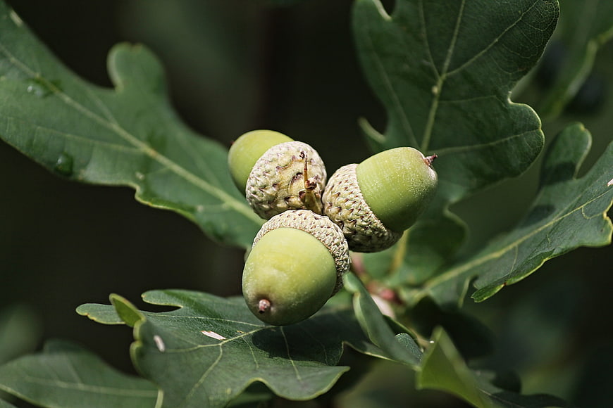 Green Acorns Growing on Oak Branch with Leaves