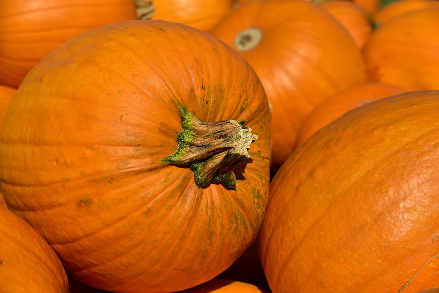 Close-up of fresh orange pumpkins with green stems in a pile