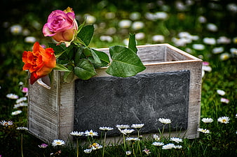 Rustic wooden box with slate board and roses in a meadow