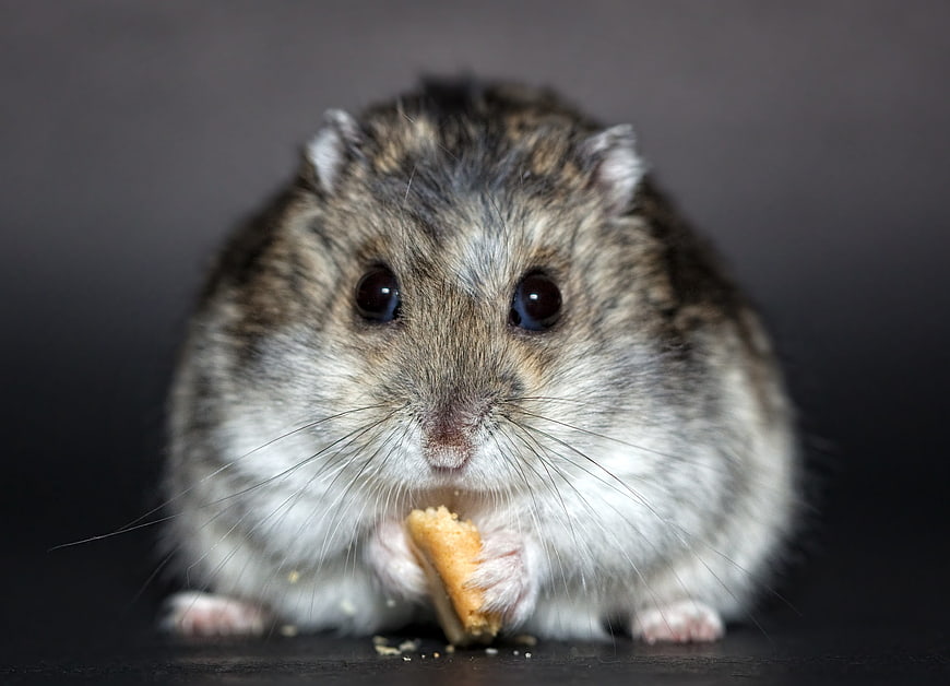 Cute Djungarian Dwarf Hamster Eating a Cracker
