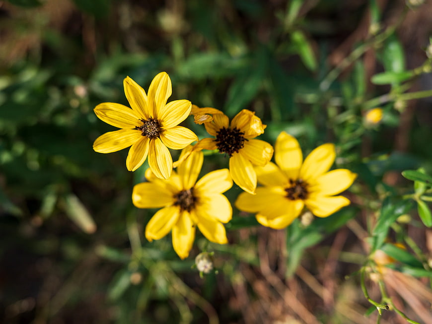 Close-up of Yellow Wildflowers in Natural Garden Setting