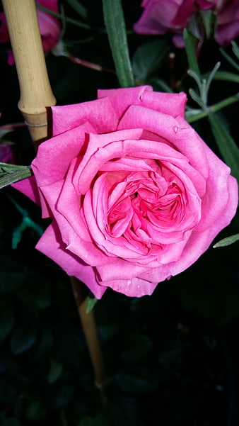 Close-up of a vibrant pink rose bloom in a garden
