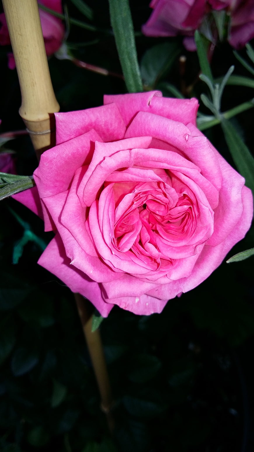 Close-up of a vibrant pink rose bloom in a garden
