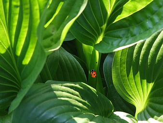 Ladybug on Green Hosta Leaf in Sunlight