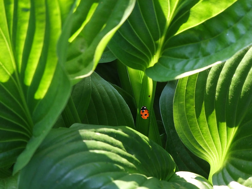 Ladybug on Green Hosta Leaf in Sunlight