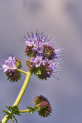 Close-up of purple phacelia wildflower against soft blue background