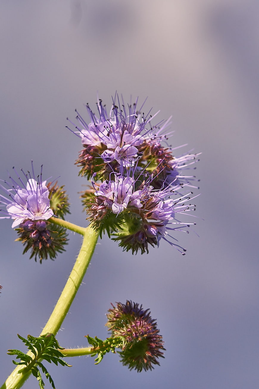Close-up of purple phacelia wildflower against soft blue background
