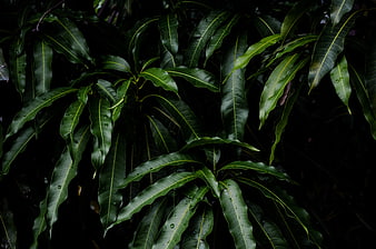 Dark Green Mango Leaves with Raindrops