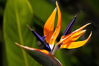 Vibrant Bird of Paradise Flower Closeup in Sunlight