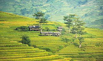 Lush Green Rice Terraces with Traditional Wooden Houses in Mountain Valley