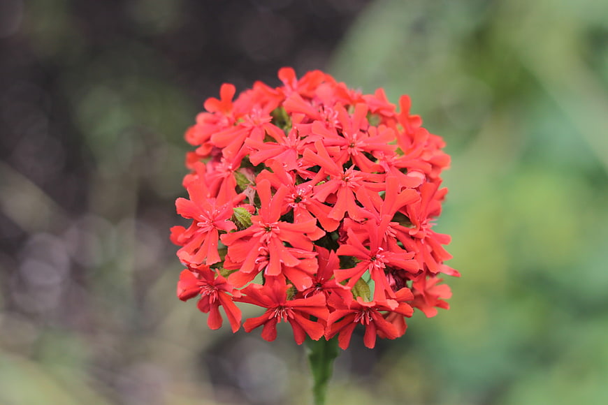 Vibrant Red Flower Cluster with Blurred Green Background