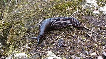 Close-up of a large dark slug crawling on mossy ground