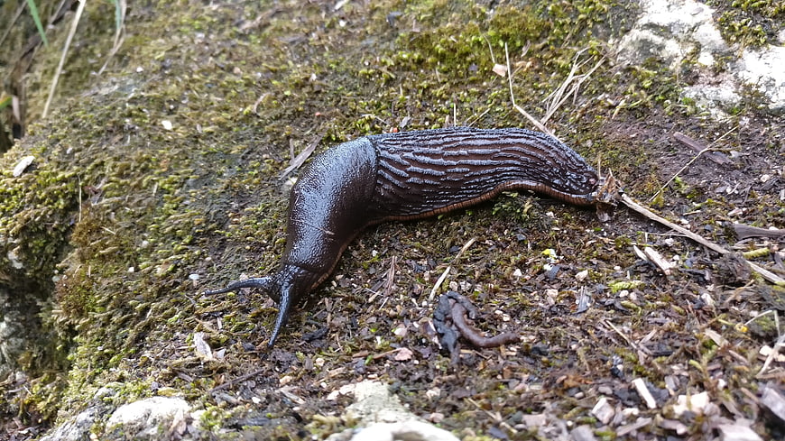 Close-up of a large dark slug crawling on mossy ground