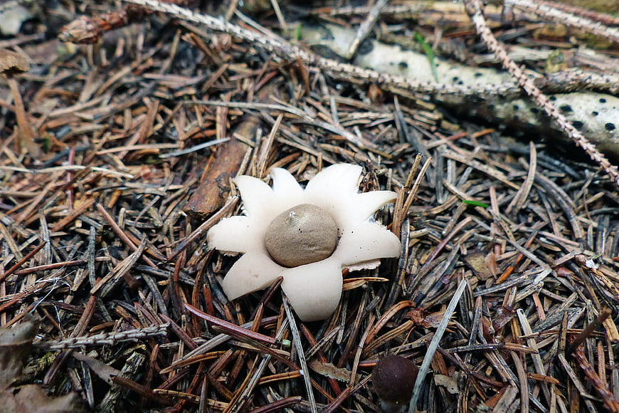 Earth Star Fungus on Pine Needle Forest Floor