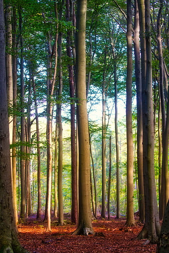 Tall Beech Trees In Sunlit Forest With Autumn Leaves