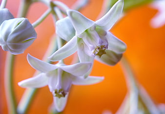 Close-up of white crown flower against orange background