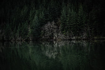 Dark moody pine forest reflected in calm lake water