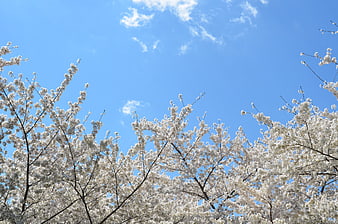White cherry blossoms against a bright blue spring sky