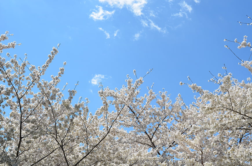 White cherry blossoms against a bright blue spring sky