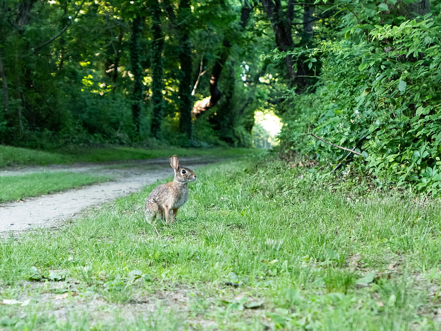 Wild Rabbit Standing on Grass Path in Forest