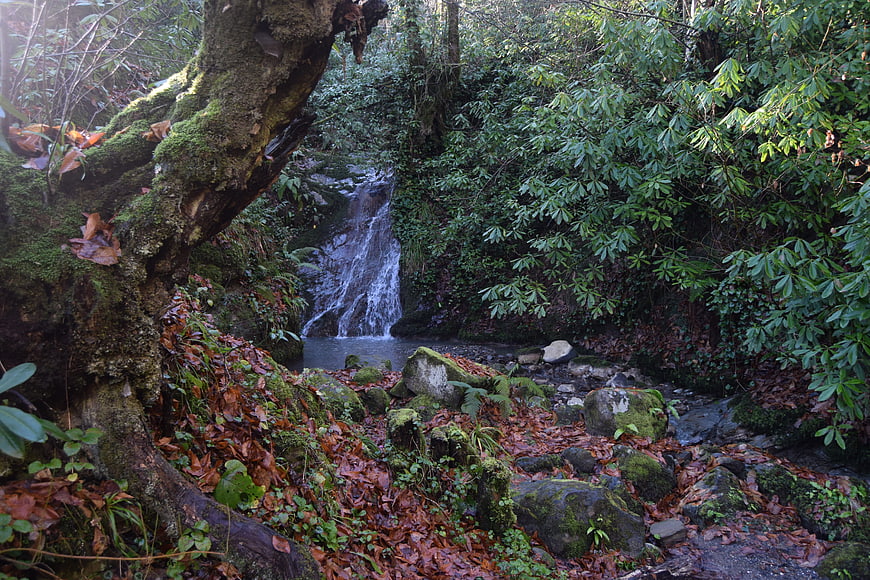 Mossy Tree Trunk Framing Small Forest Waterfall
