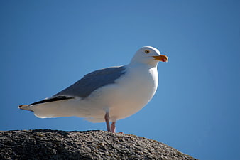Seagull Standing on Rock Against Blue Sky