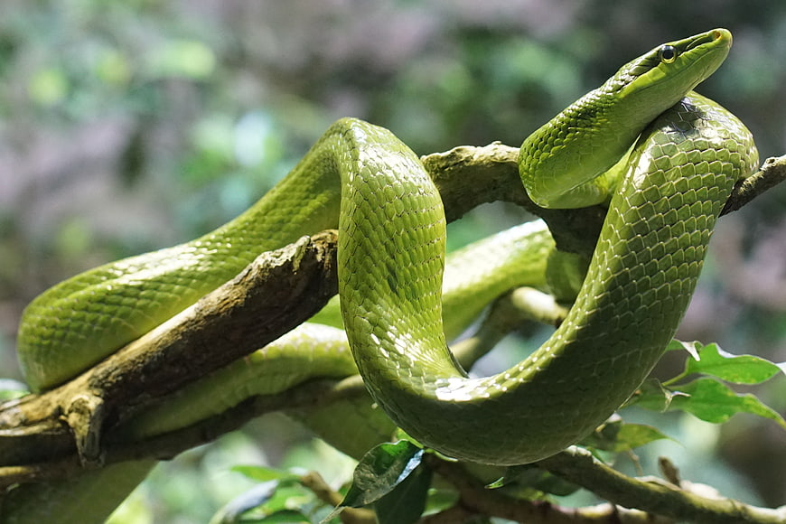 Vibrant Green Snake Coiled On Tree Branch In Forest
