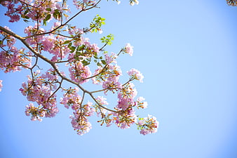 Pink Tabebuia Blossoms Against Clear Blue Sky