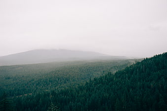 Misty coniferous forest landscape with foggy mountain backdrop