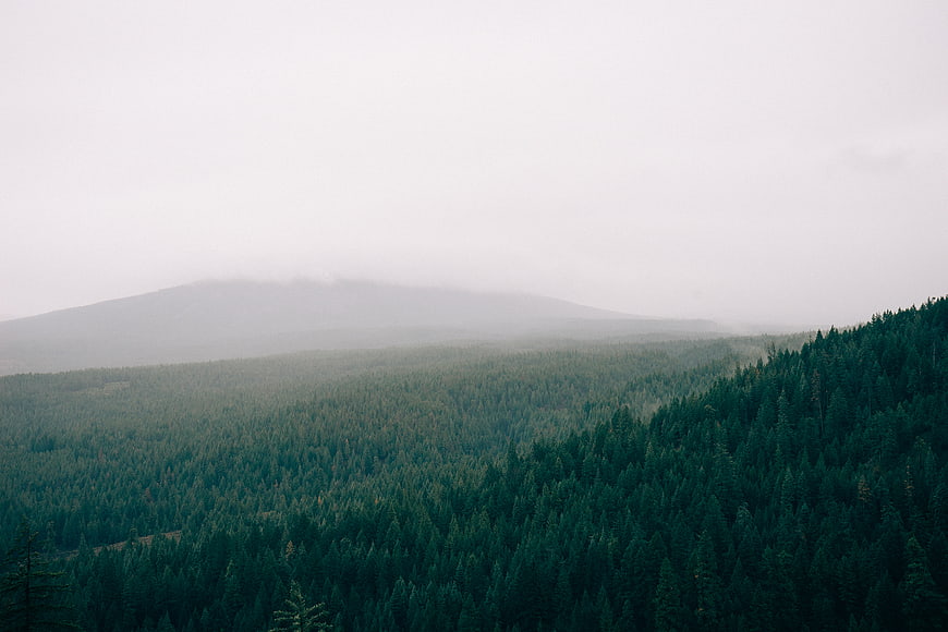 Misty coniferous forest landscape with foggy mountain backdrop