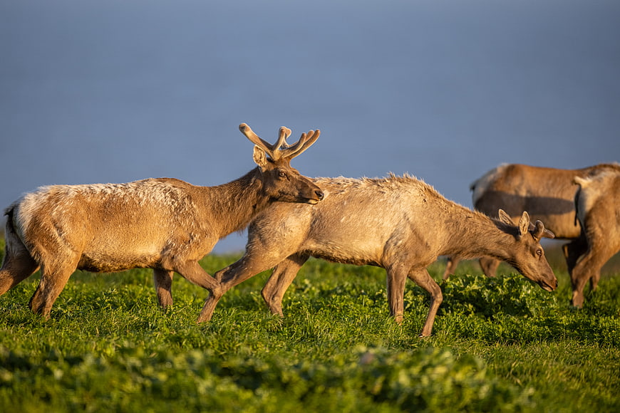 Elk Herd Grazing in Green Meadow at Sunset