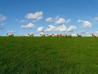 Flock of sheep grazing on green hill under blue sky