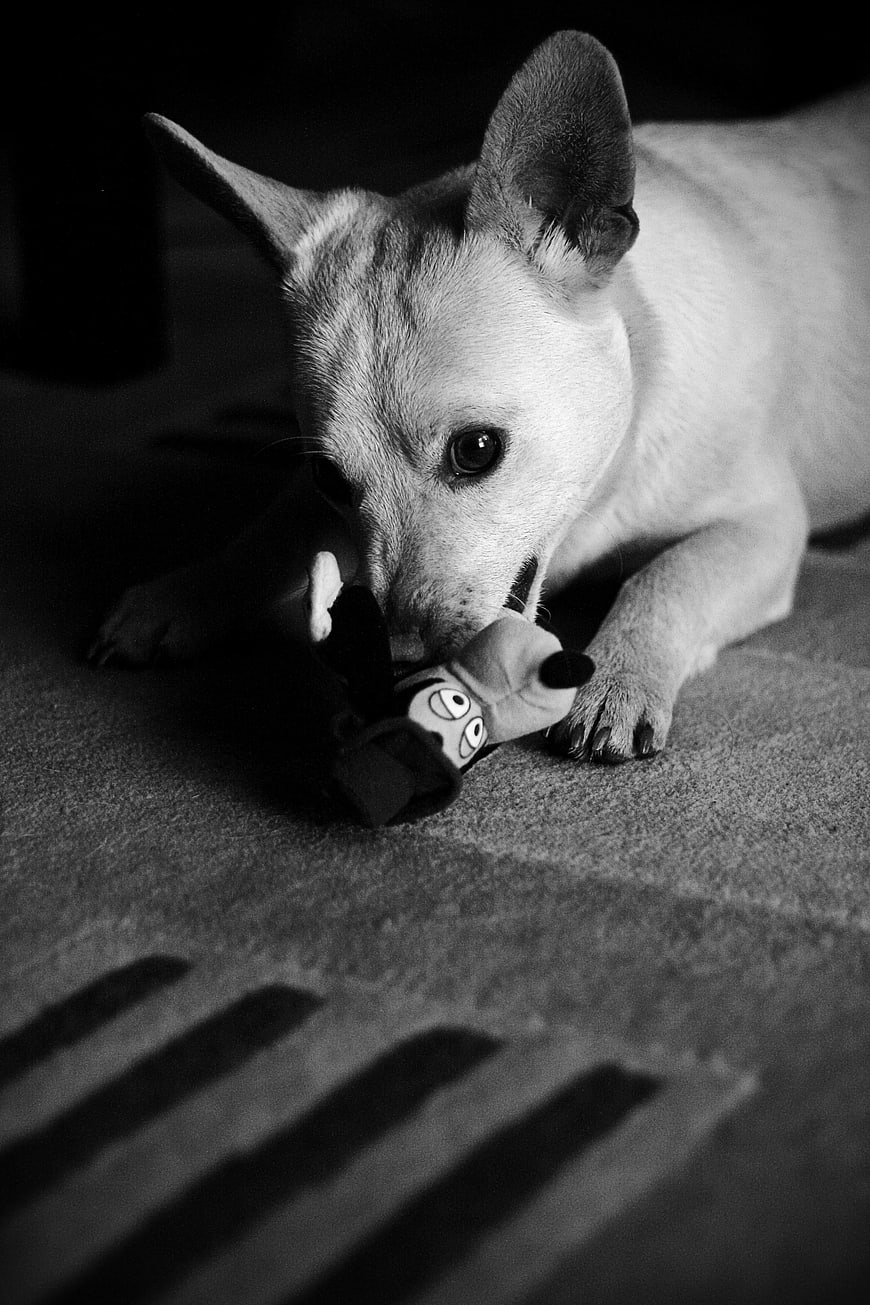 Black and white photo of a dog chewing a toy