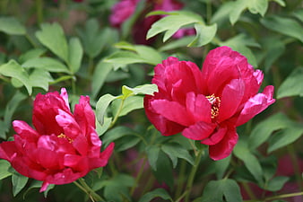 Vibrant Red Peony Flowers Blooming In Lush Green Garden