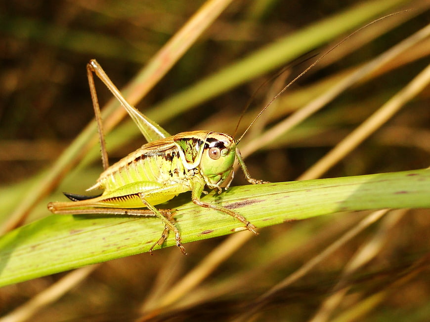 Close-up of a green grasshopper on a blade of grass
