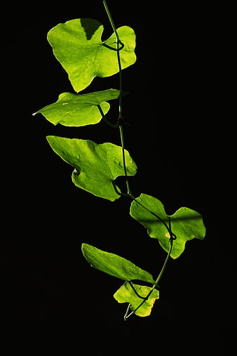 Backlit Green Vine Leaves on Black Background