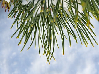 Close-up of Snowy Pine Branch Against Blue Sky